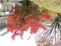 秋到来！！中庭の紅葉