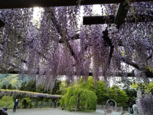 藤の花を見に行きました