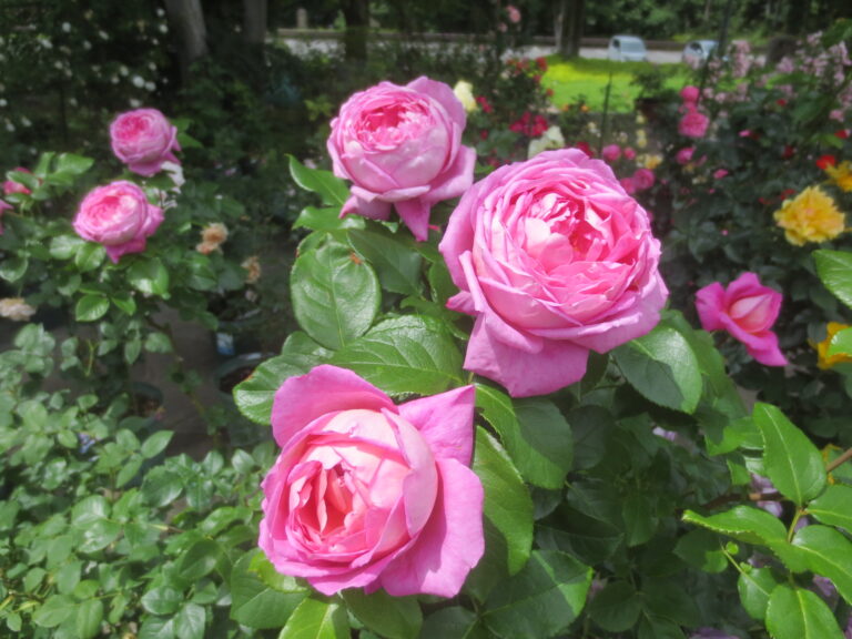 🌹薔薇の薫りに包まれながら🌹