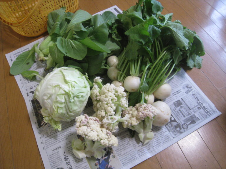 お野菜をいただきました