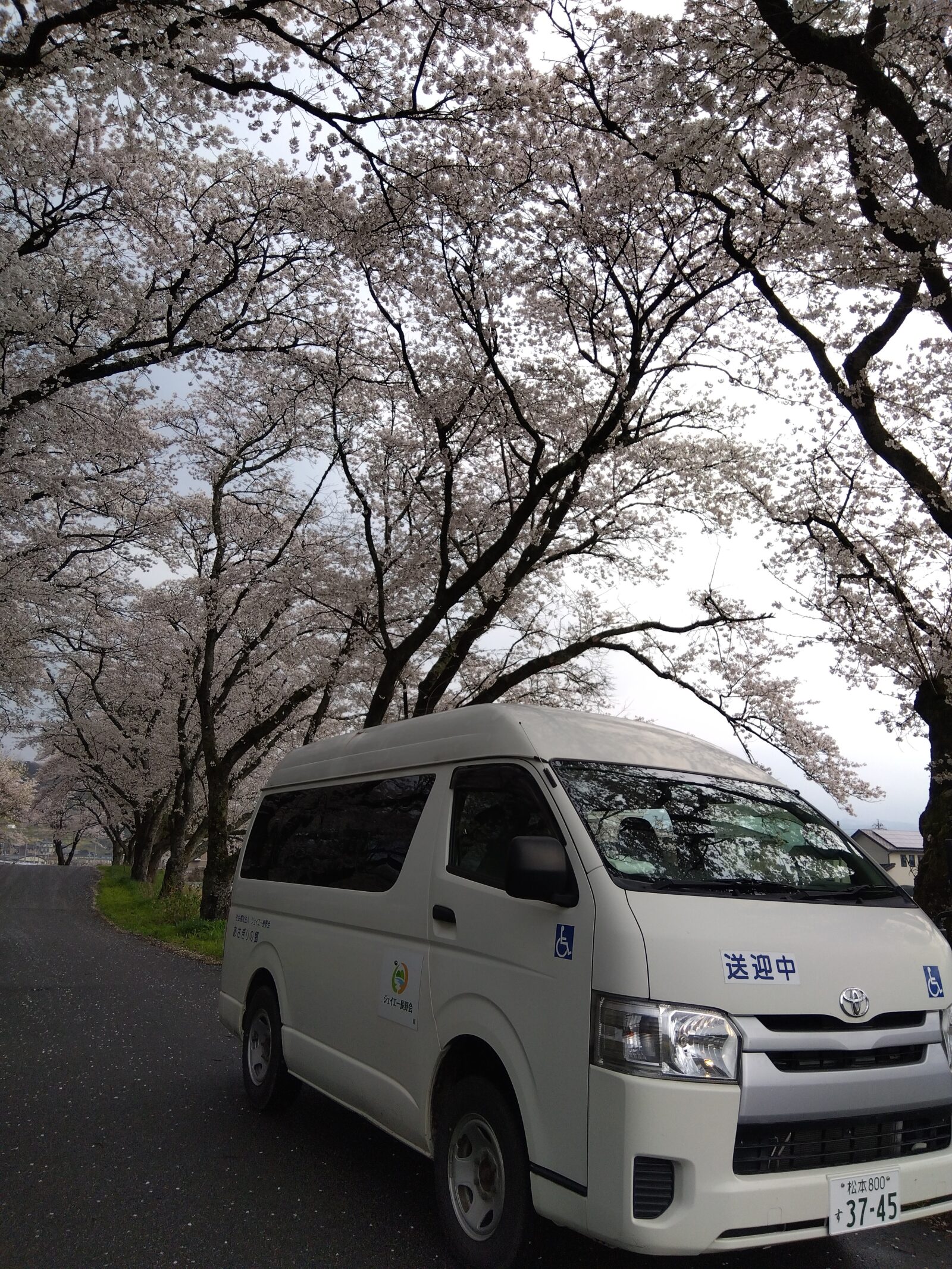 お花見ドライブに行って来ました！