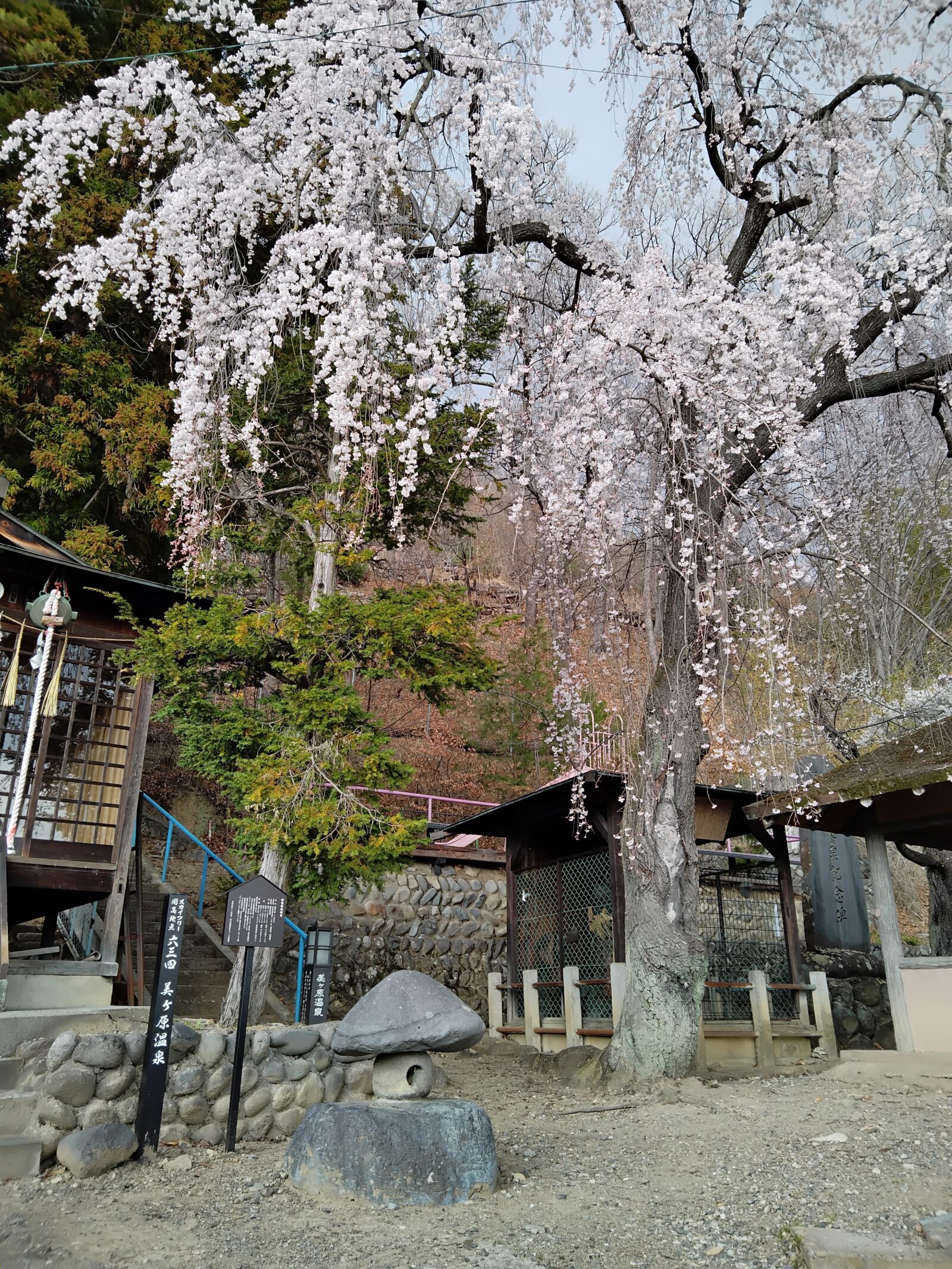 お花見バスハイク