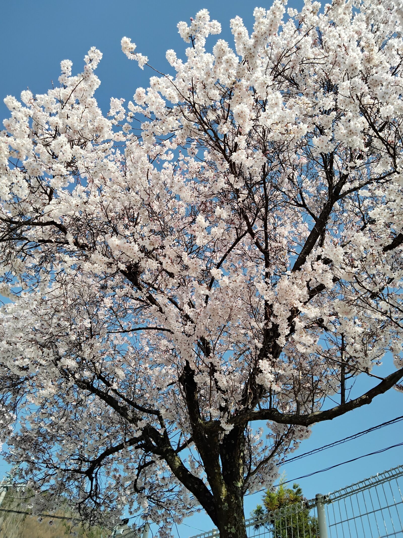 お花見🌸