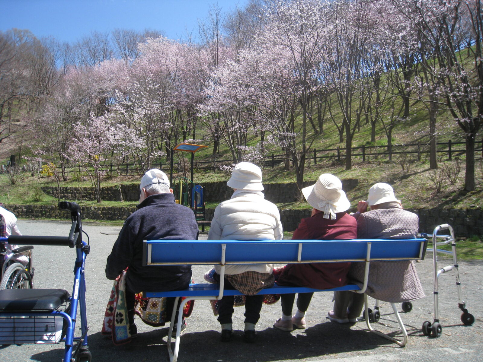 お花見に行ってきました