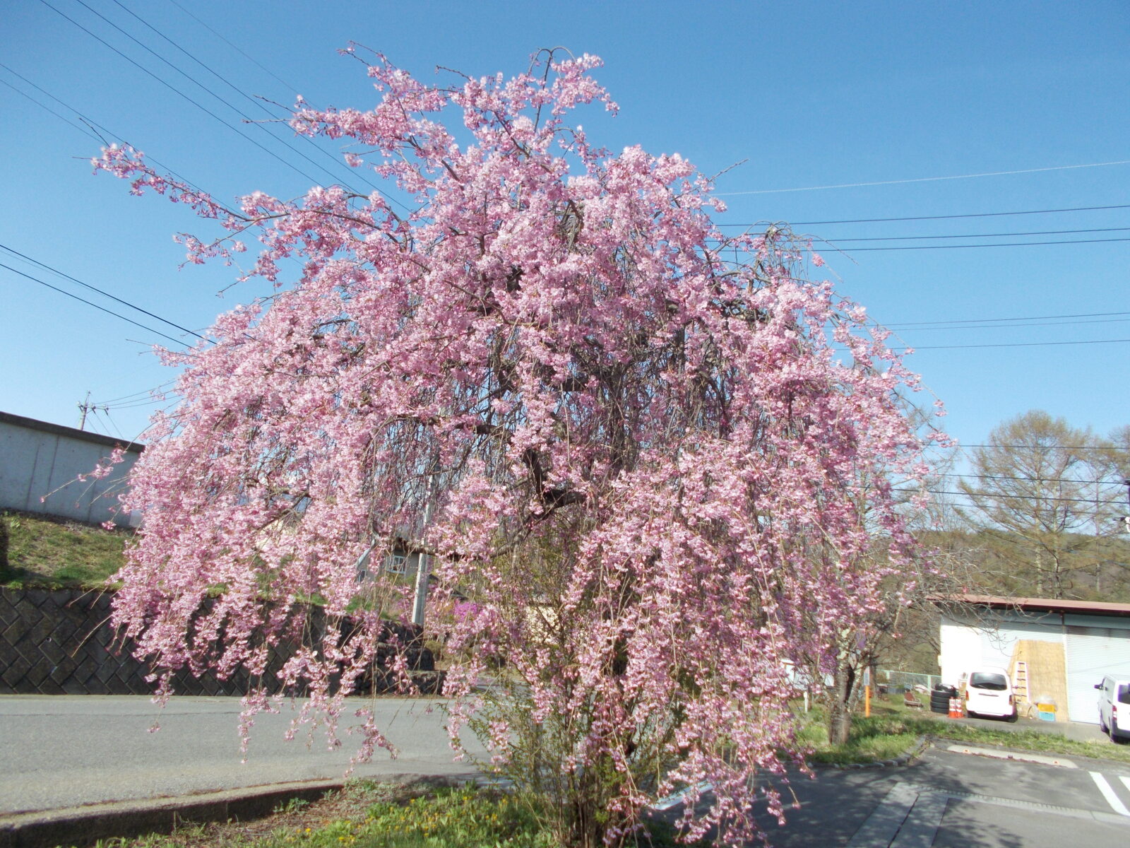 お花見