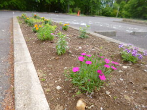 花壇のお花