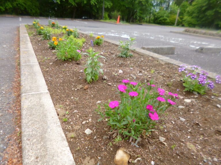 花壇のお花