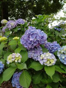 紫陽花