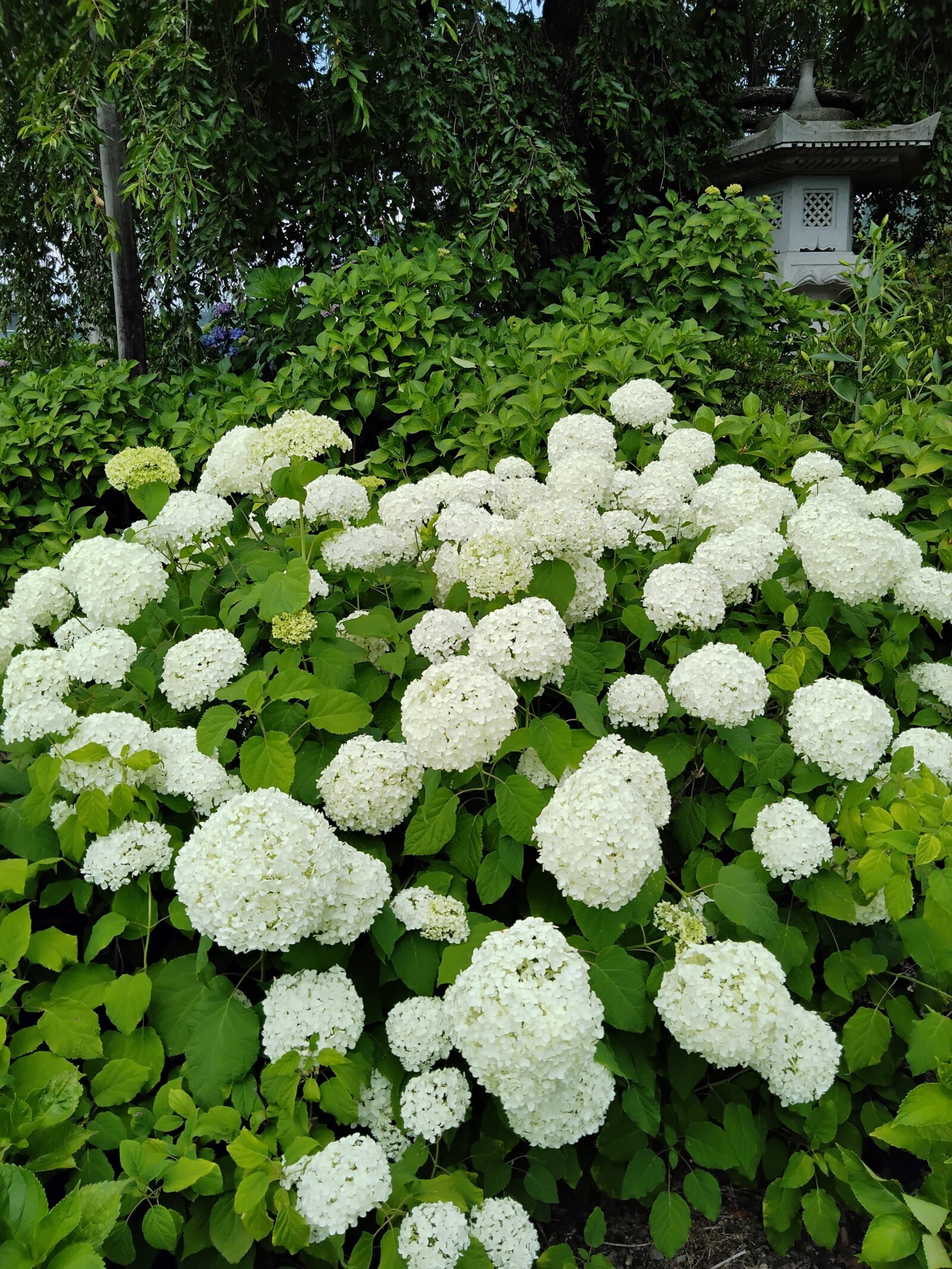 法船寺へ紫陽花ツアー