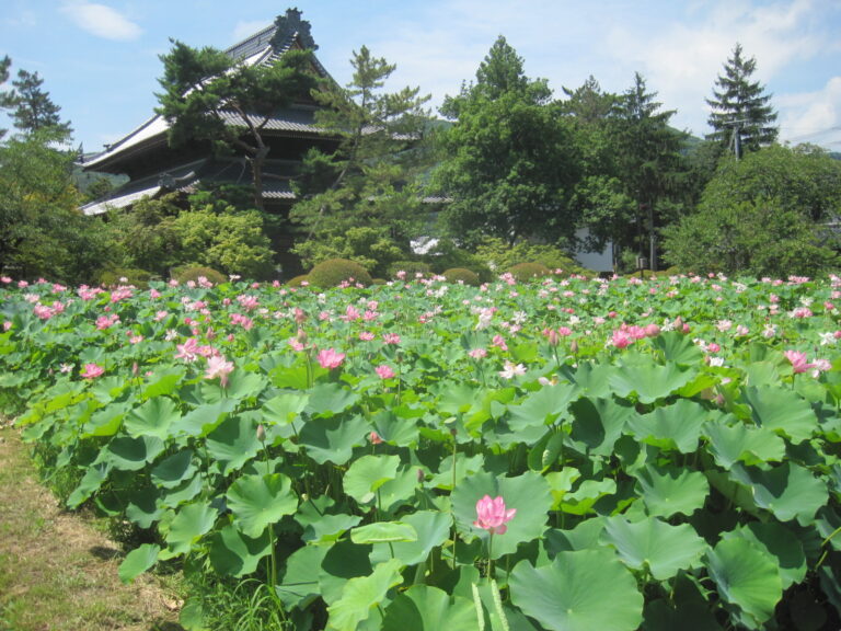 信濃国分寺の千輪の蓮が満開でした