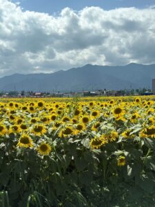 松本市新村、松本大学の西側にあるひまわり畑にいってきました。