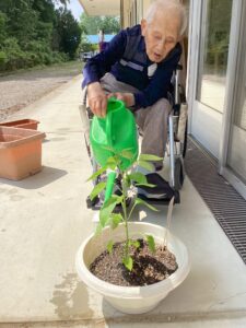 初めてのプランター野菜作り、暑さにやられてしまいました
