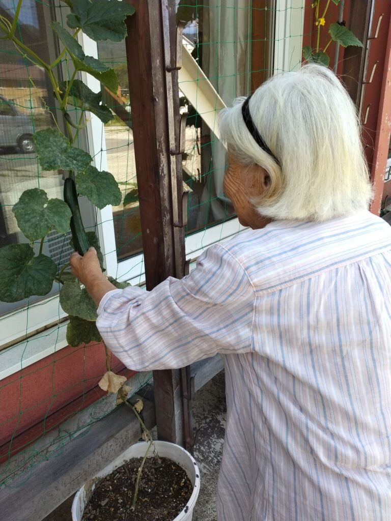 グリーンカーテン（キュウリ編）　～涼と食を楽しむ～②