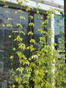 グリーンカーテン（フウセンカズラ編）②　～花言葉に思いを込めて～