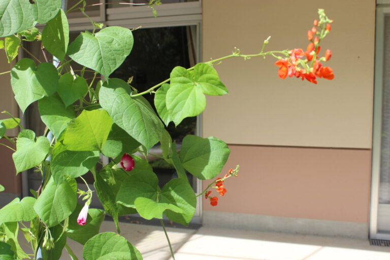 緑のカーテン花豆日記3