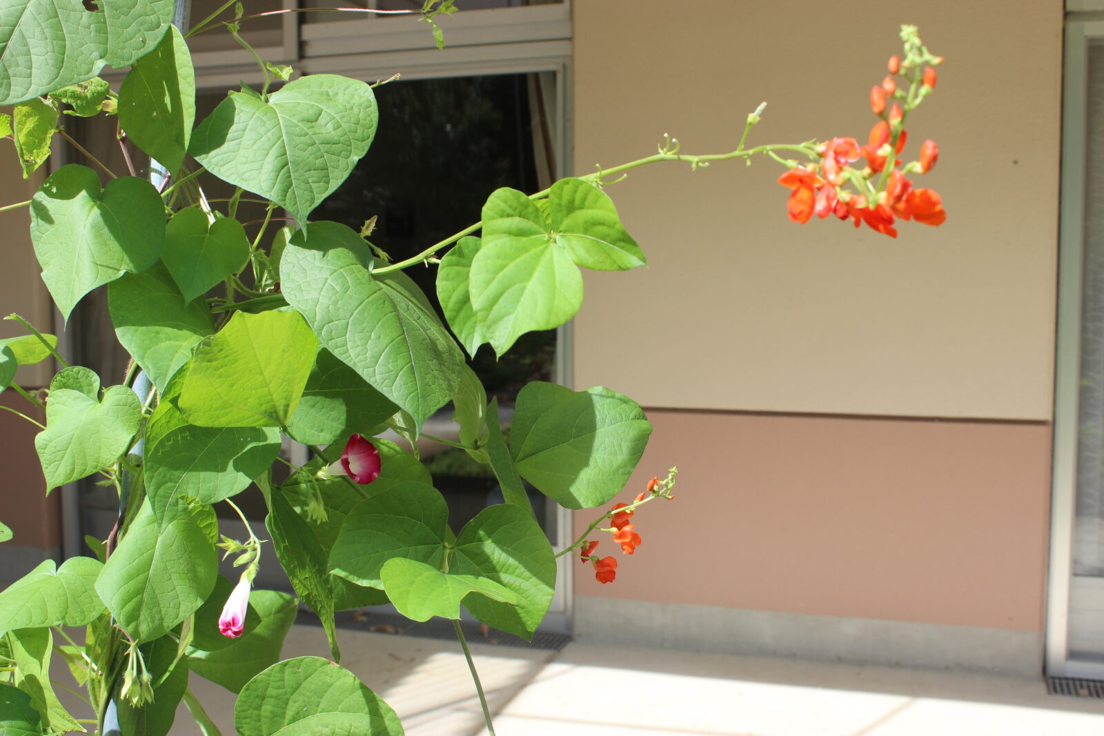 緑のカーテン花豆日記3