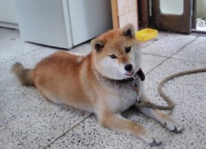 実習でコスモ苑にお世話になりました