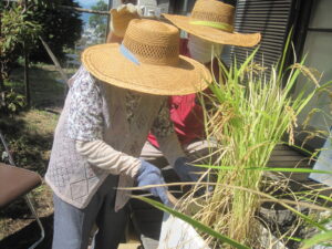 宅老所そめや　稲刈り