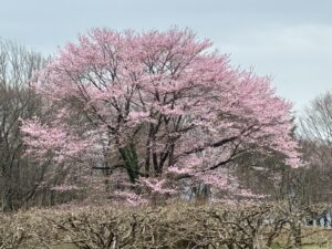お花見みに行って来ました。