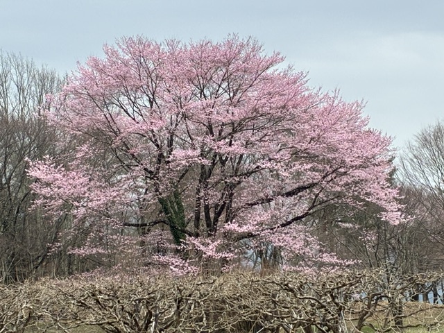 お花見みに行って来ました。