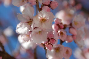 デイサービス　毎年恒例のお花見ドライブに行ってきました