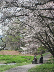 🌸お花見に行ってきました🌸