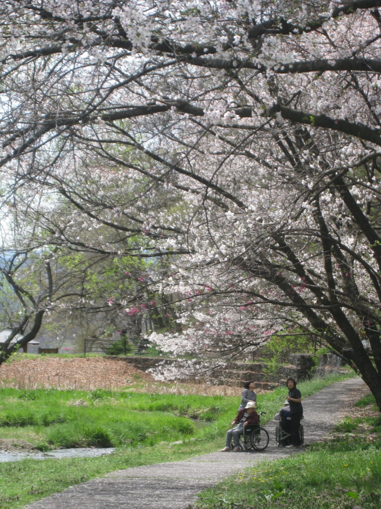 🌸お花見に行ってきました🌸