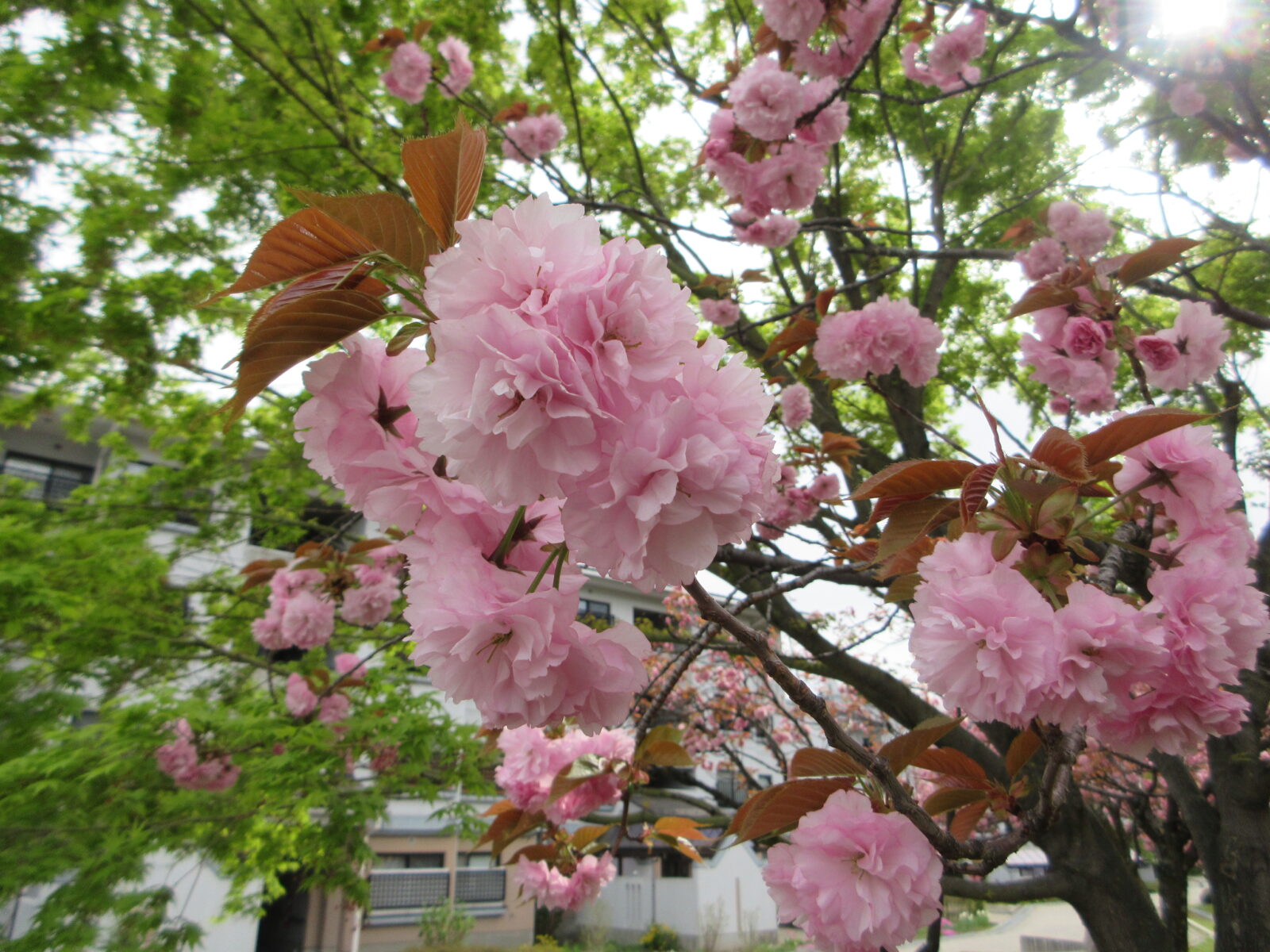 八重桜を見に行きました！