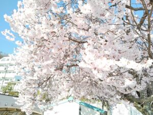 お花見