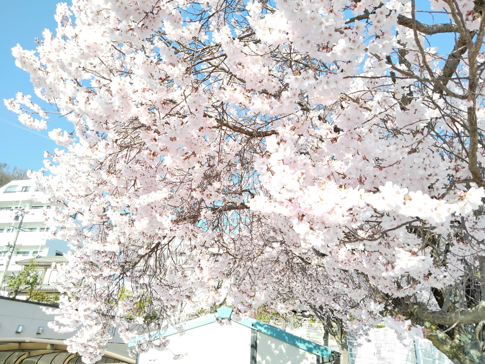お花見