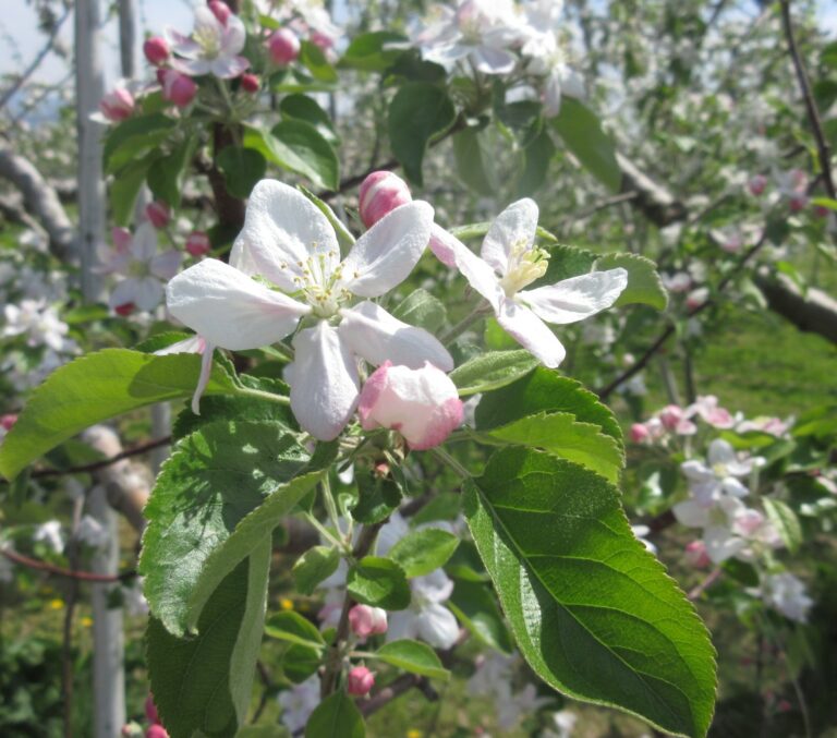 りんごの花🌸満開