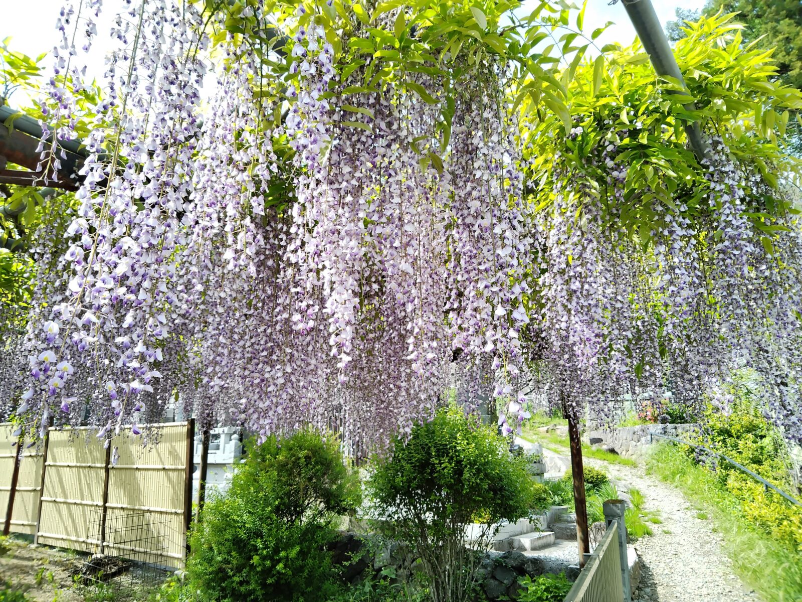 藤の花を見に行きました