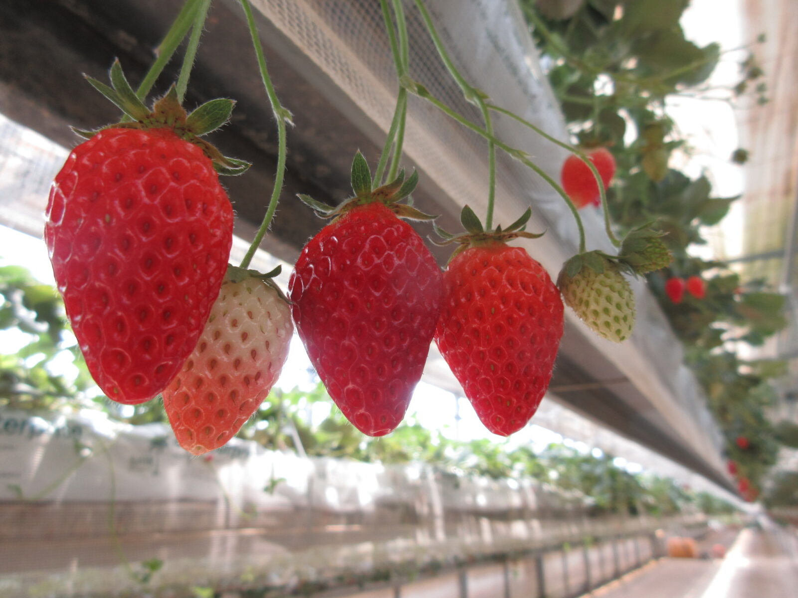 いちご狩り🍓いちごで満腹大満足
