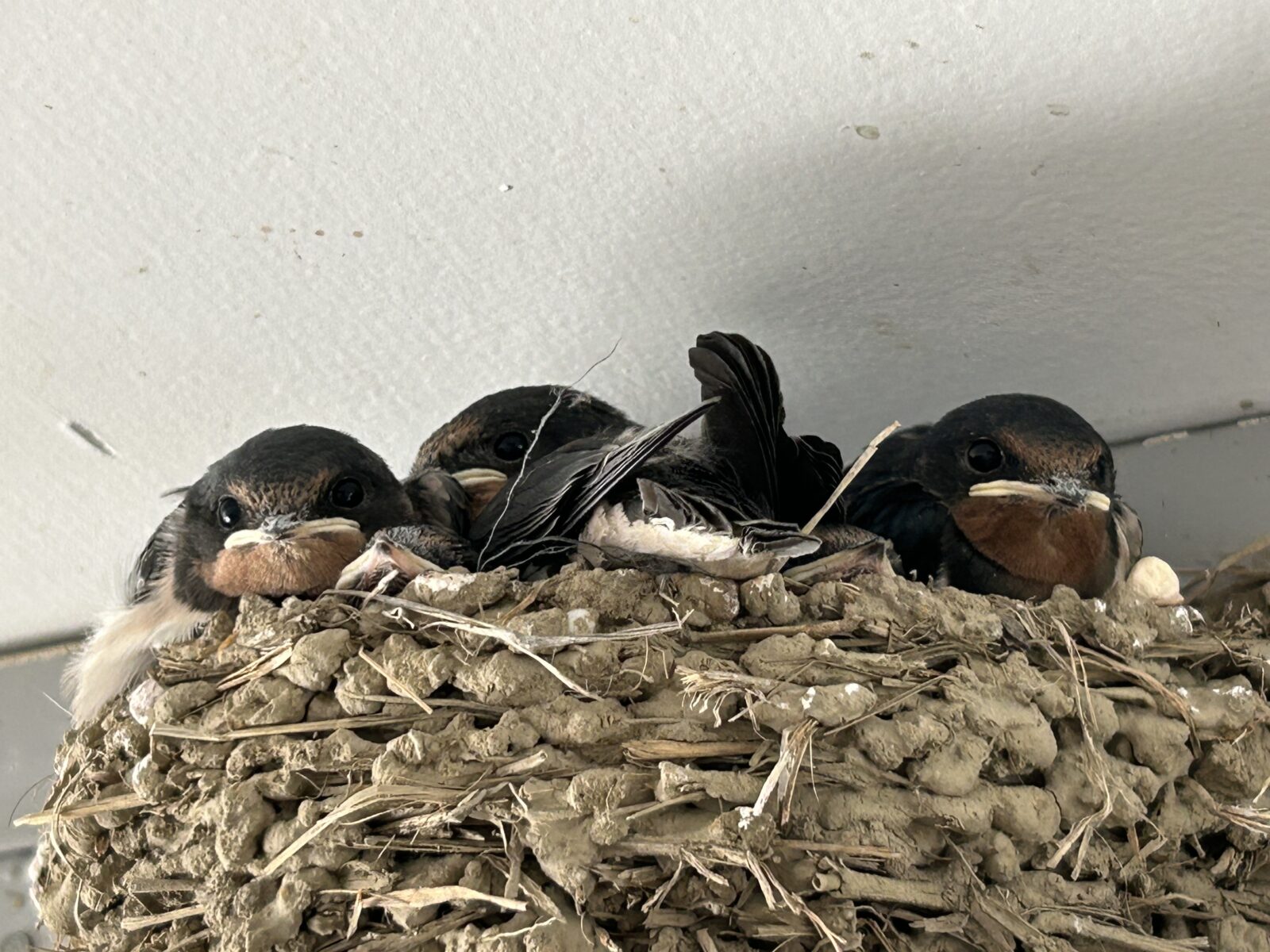 つばめの雛がかえったよ