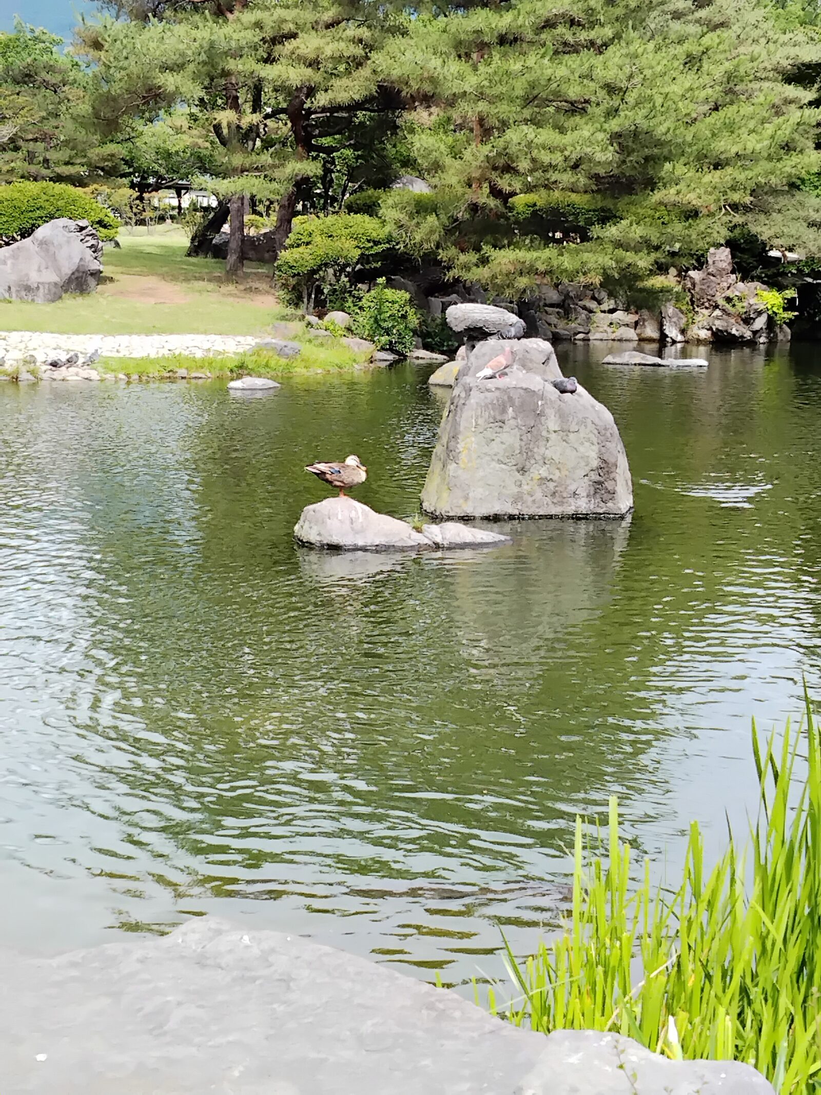 あがたの森〜カルガモの親子〜